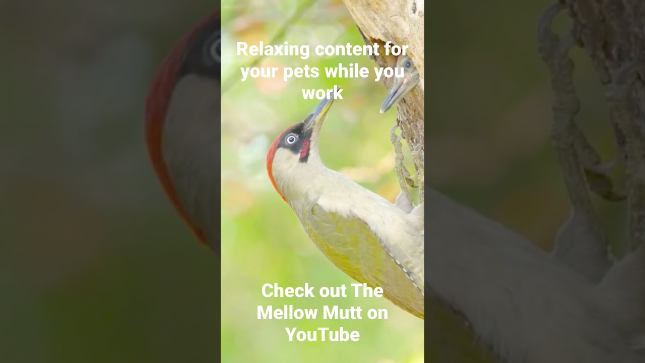 The Mellow Mutt, relaxing content for your pets. Check it out and subscribe