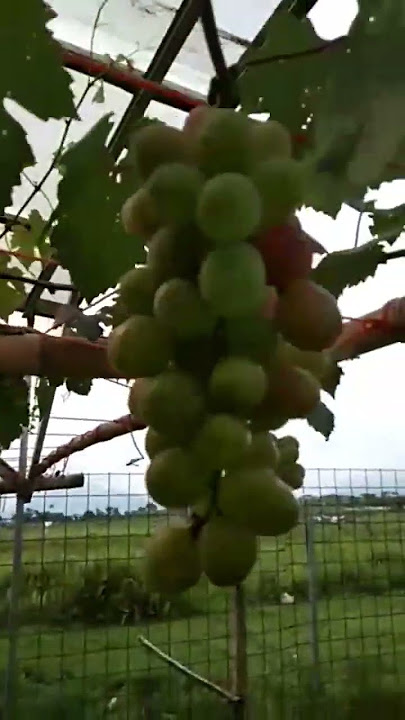 hidup tanpa cinta❤️ bagai taman tak berbunga, kata Pujangga - Rhoma Irama #shorts