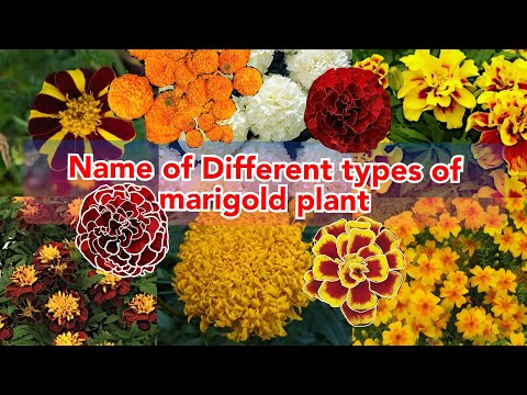 Video: Marigold-blomster. Typer og varianter af morgenfruer. Dyrkning af blomster