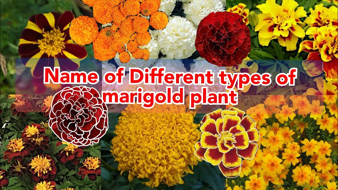 name of different types of marigold flowers, various mTypes of ...