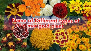name of different types of marigold flowers, various mTypes of Marigolds to Brighten Up Your Garden, screenshot 2