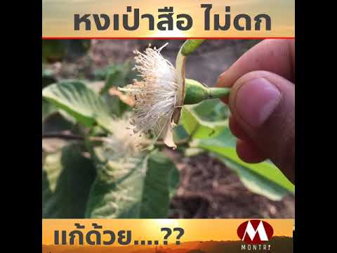 หงเป่าสือไม่ดก แก้ด้วย...?