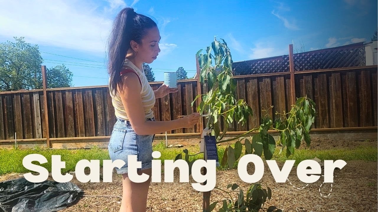Re-Planting Our Avocado Trees | Dealing with Failure on the Homestead