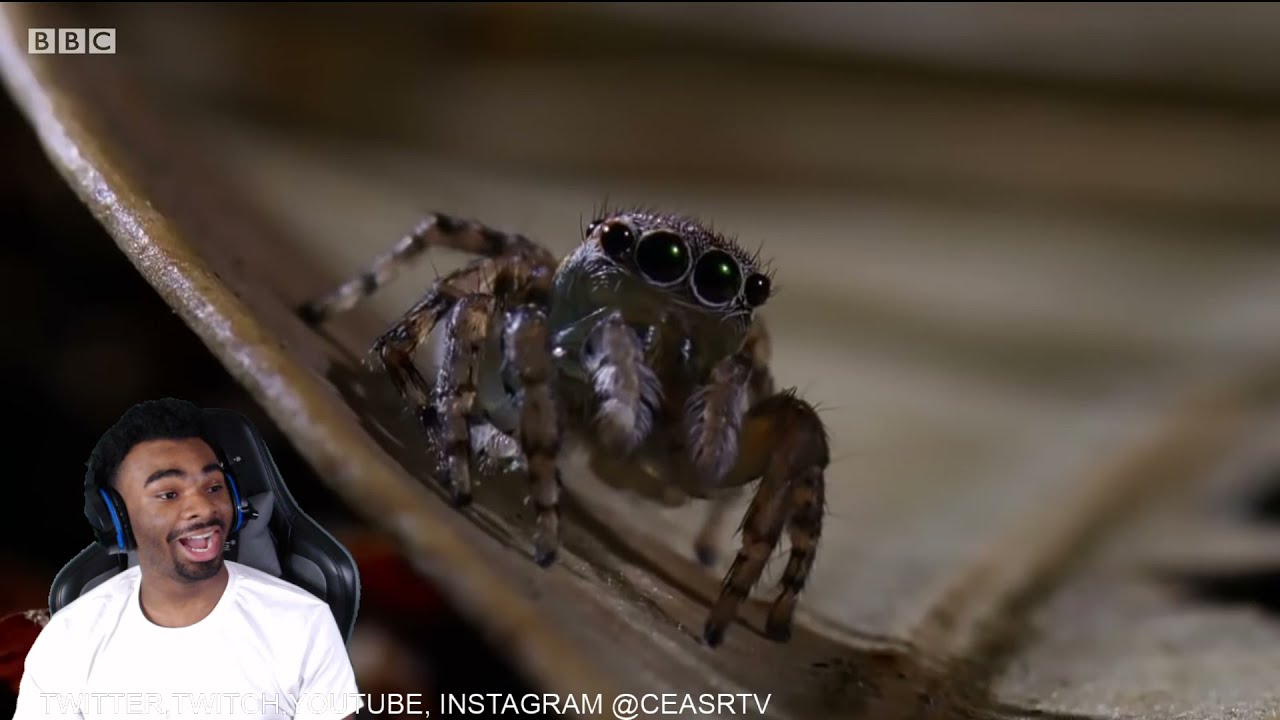 Best Spider Moments | Top 5 | BBC Earth REACTION