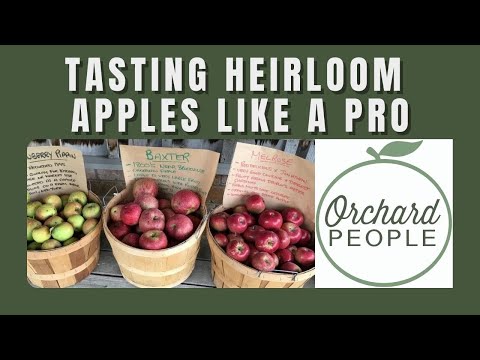 Heirloom Apple TASTE TEST: Evaluate Apples Like the Experts do 🍏 😋|🍎| | Orchard People