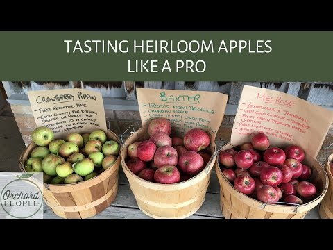 Vídeo: O que é uma maçã Gravenstein: Saiba mais sobre a história e os cuidados da maçã Gravenstein