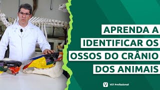 Anatomia Veterinária: Osteologia da Cabeça