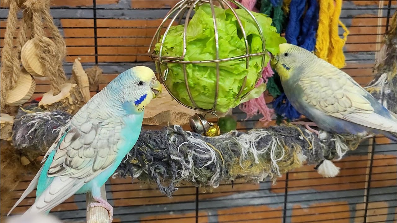 budgie happy parakeet sounds