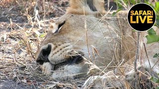 safariLIVE - Sunset Safari - June 12, 2019 Part 1