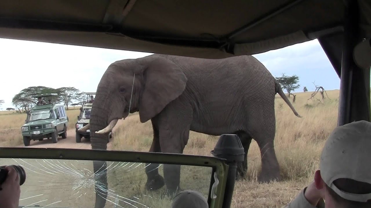 Elephant charges safari vehicle in the Seregengeti of Tanzania - YouTube