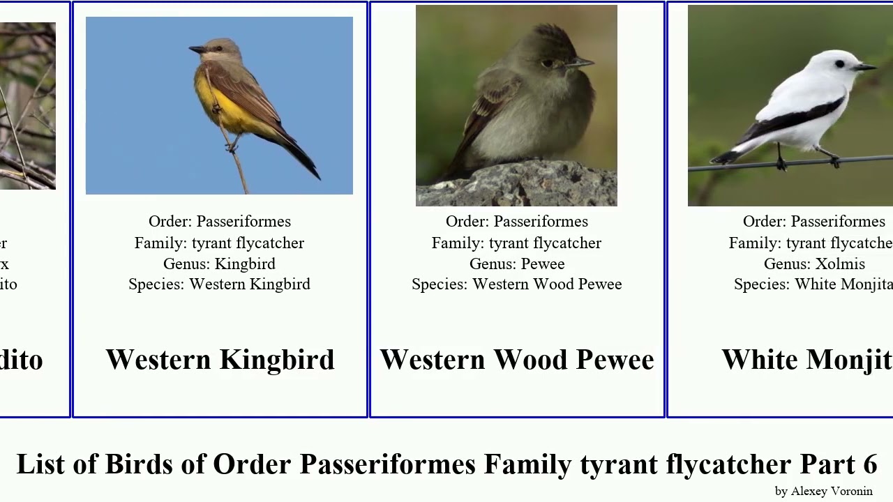 List of Birds of Order Passeriformes Family tyrant flycatcher Part 6 tyrannulet white-throated