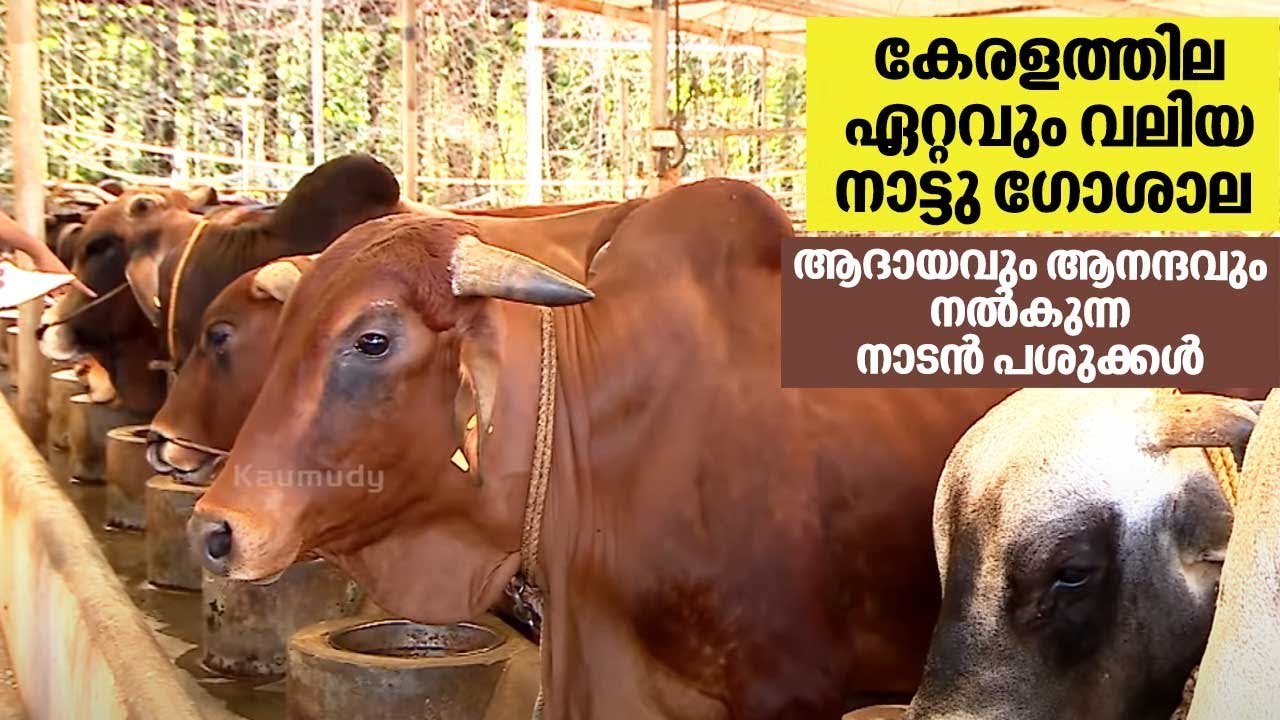 കേരളത്തില ഏറ്റവും വലിയ നാട്ടു ഗോശാല | ആദായവും ആനന്ദവും നല്കുന്ന നാടൻ പശുക്കൾ | Haritham Sundaram 370