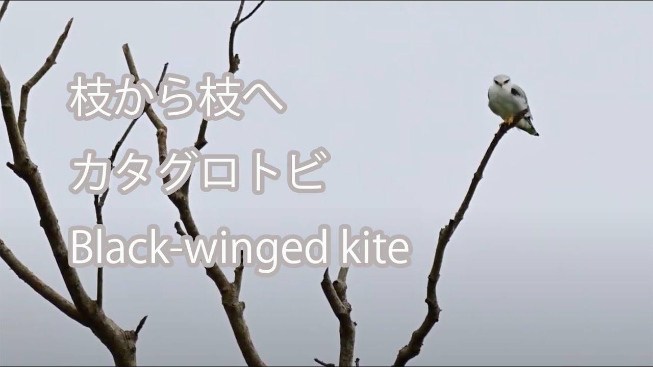 枝から枝へ】カタグロトビ Black-winged kite - YouTube