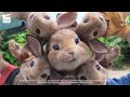 Peter Rabbit: Electric fence HD CLIP