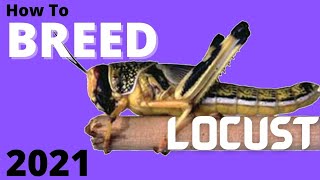 How To Breed Locusts For Reptiles 2021 EVERYTHING YOU NEED TO KNOW