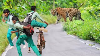 Tiger attack school children in the forest | Royal bengal tiger attack, tiger attack in jungle by Crazy Life Entertainment 612,325 views 2 months ago 5 minutes, 20 seconds