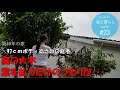 #23【リノベの家】＼97cmボディ高さ4mの庭木／ー前編ー　庭の大木 葉を払うだけのつもりが・・・