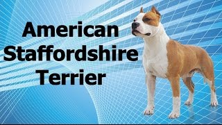 Guia De Raças Caninas - American Staffordshire Terrier