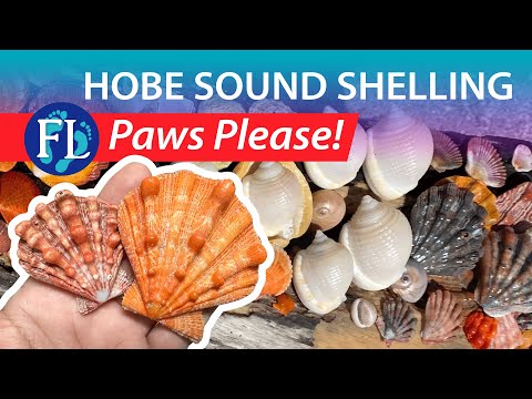 قصف مضيق هوب شمال جزيرة جوبيتر مخالب الأسد 