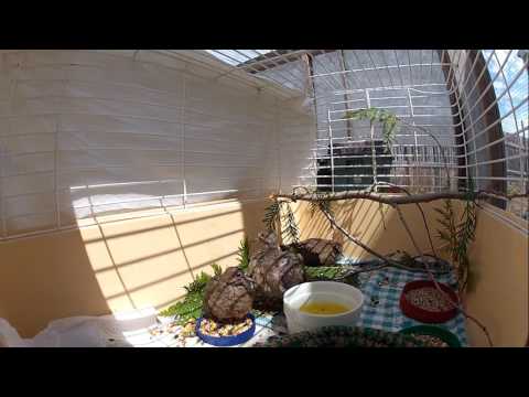 toronto raptors vs milwaukee bucks Baby Mourning Doves
