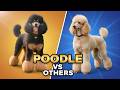 Why Giant Poodles Beat Every Other Family Dog!