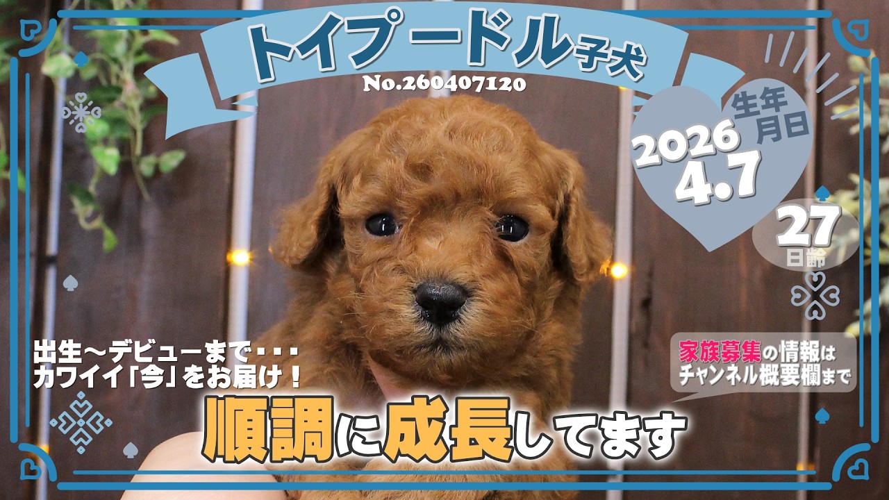 トイプードル子犬｜2026.4.7生（27日齢）②｜オレンジフォーン｜男の子