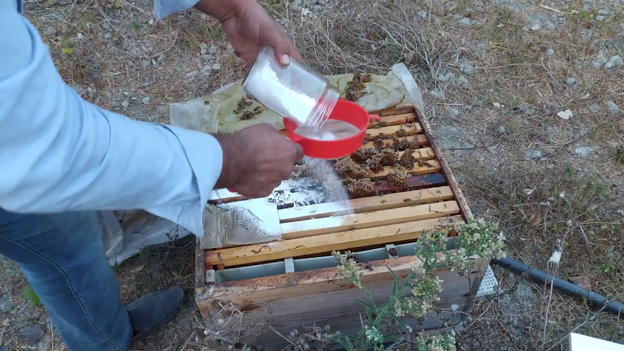 Medaus bičių ai prekybos sistema. BITININKAS » Bičių šeima