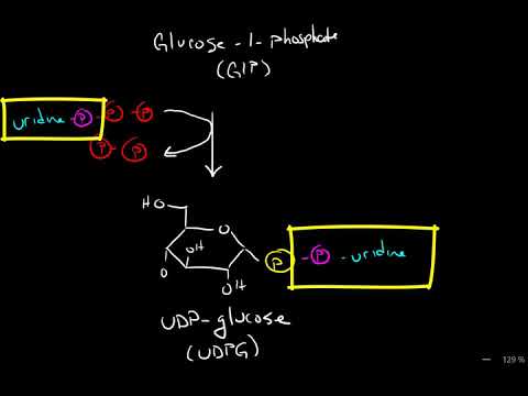 Glycogen Synthesis