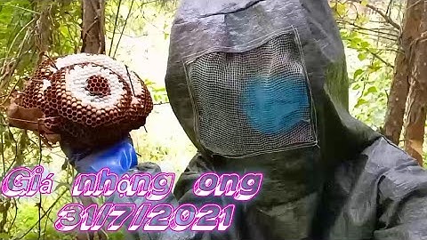 Cập nhật giá nhộng ong vò vẽ-Ong đất-Ong bạc trán-Mật ong khoái ngày 31/7/2021