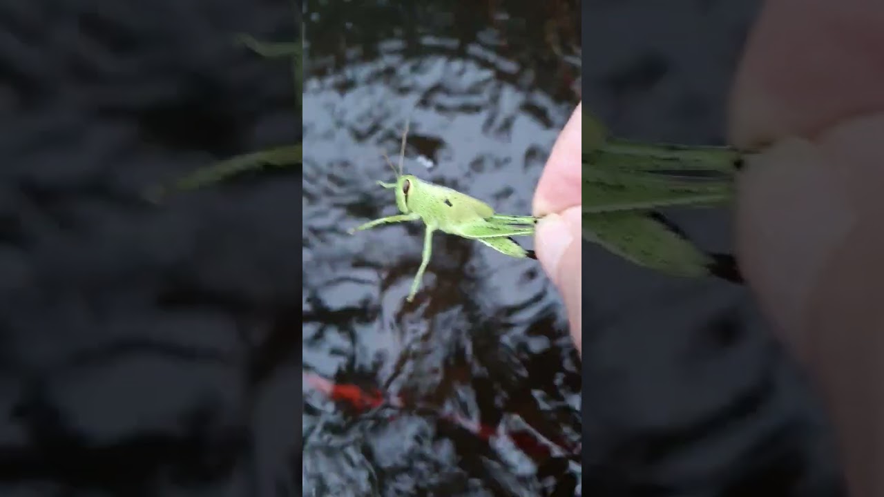 Watch me feed my pond fish a grasshopper for dinner.