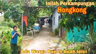 Download Mp3 PEDESAAN HONGKONG YANG MASIH ASRI DAN SEJUK || Orang Hongkong Panen Buah Leici Gudang lagu Download Mp3 PEDESAAN HONGKONG YANG MASIH ASRI DAN SEJUK || Orang Hongkong Panen Buah Leici