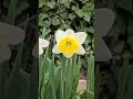 #daffodil #flowers #blooms
