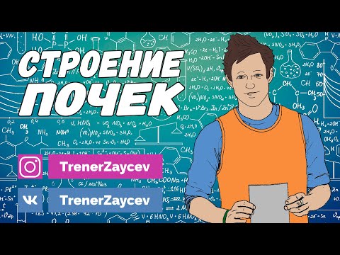 09. Строение и функции почек  Механизм образования урины