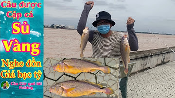 Câu Được Cặp Cá Sủ Vàng Khủng I Nghe Đồn Giá Bạc Tỷ I Cần Giờ quê tôi_Fishing #1