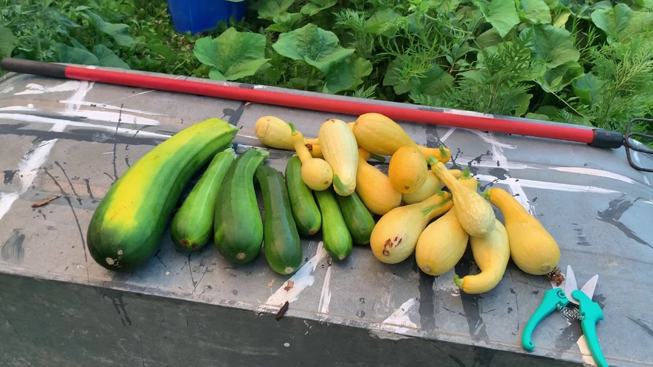 Don’t Let Your Zucchini Get Too Big YouTube