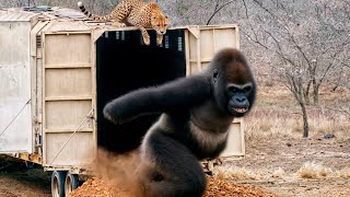 Craziest Animal Fights Of All Time