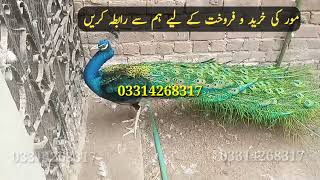 03314268317 | peacock for sale | blue shoulder peacock | black shoulder peacock & chicks