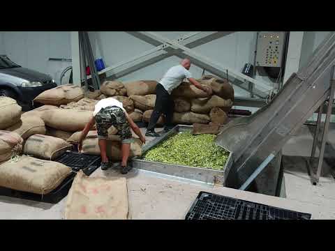 Video: Mikä On Tekniikka Oliiviöljyn Tuottamiseksi