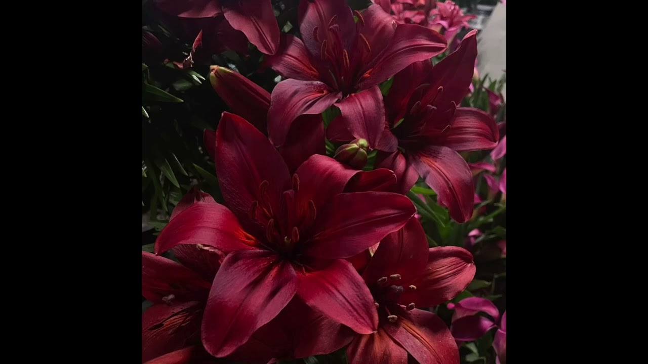 [BOUNCY] West Coast x Detroit Type Beat 2025 - 