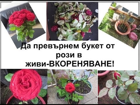Видео: Засаждане на рози от букет