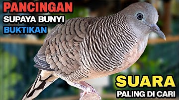 Perkutut Lokal Gacor Suara Paling Ampuh Untuk Pancingan Burung Perkutut Agar Bunyi.