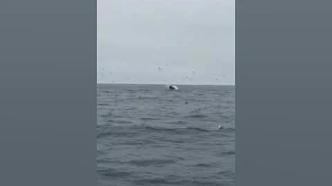 Whale watching in Monterey CA