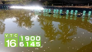 Nước ao bị đục liệu có nguy hiểm đến cá nuôi? | VTC16