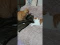 ニャンプロ、スコテッシュぽん太16歳と茶トラふうちゃん。Nyanpro, Scottish Ponta, 16 years old, and brown tabby Fuu-chan, old.