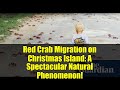 Red Crab Migration on Christmas Island: A Spectacular Natural Phenomenon!