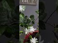 floral beauty and use#video #flowers #trendingshorts #gardening #youtubeshorts