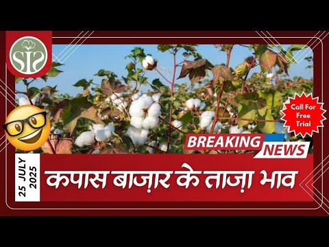 कपास बाज़ार में तेज़ी का रुख🤔 cotton market rate today🤔 #Kapas #smartinfo #bulletin #cotton