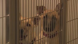 Modesto City Councilmember calls for change at Stanislaus Animal Services Shelter