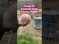 DIY Automatic Chicken Feeder #homestead #frugal #shorts