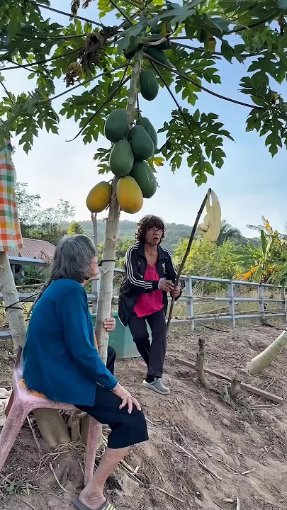 bisa juga si nenek cara ngambil pepaya nya! #funny #comedy #lucu #viralshort